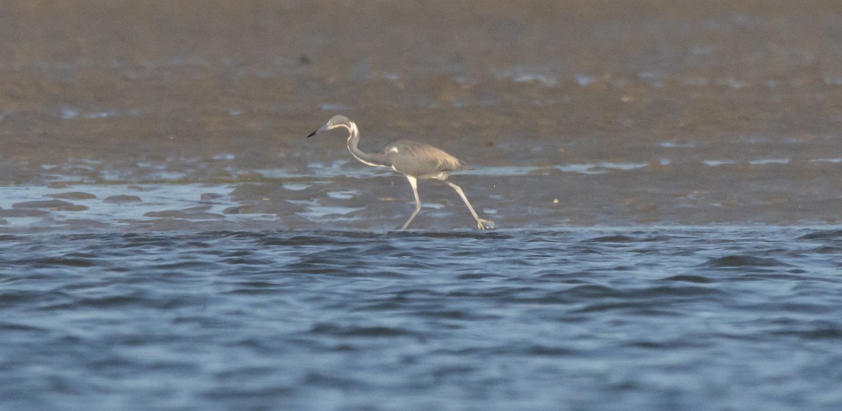 Tricolored Heron - ML620516830