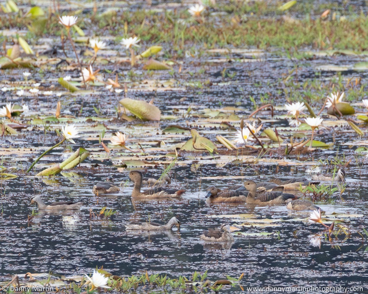 Cotton Pygmy-Goose - ML620516831