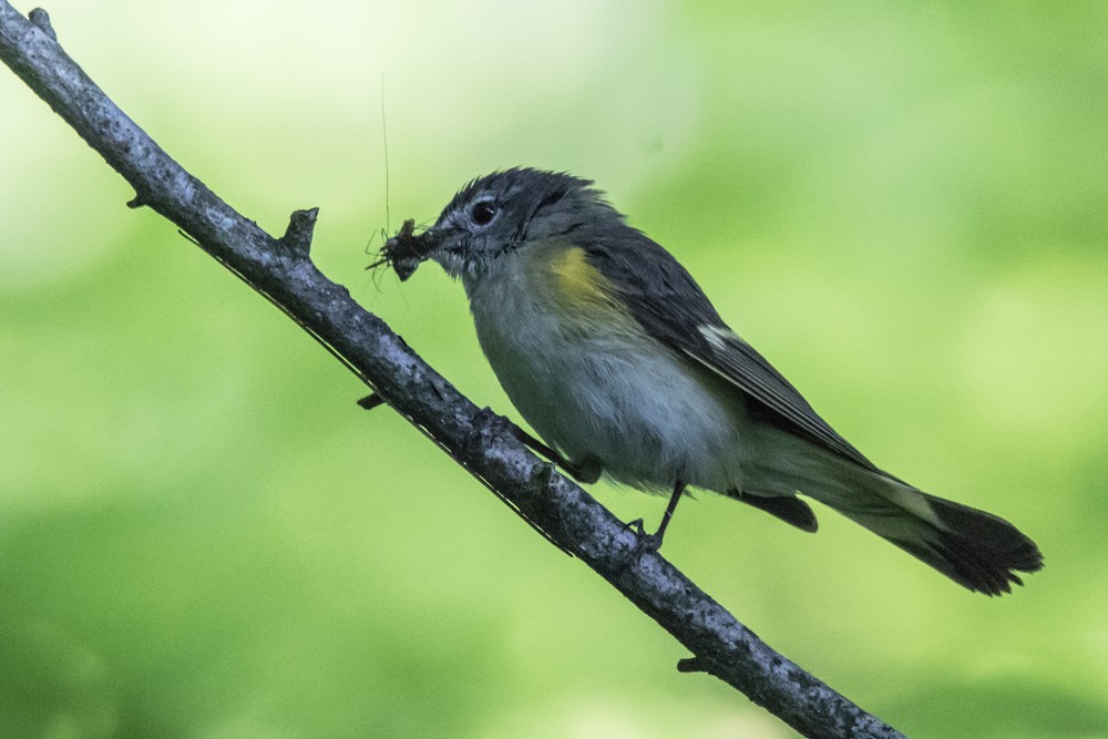 American Redstart - Jean-Guy Papineau