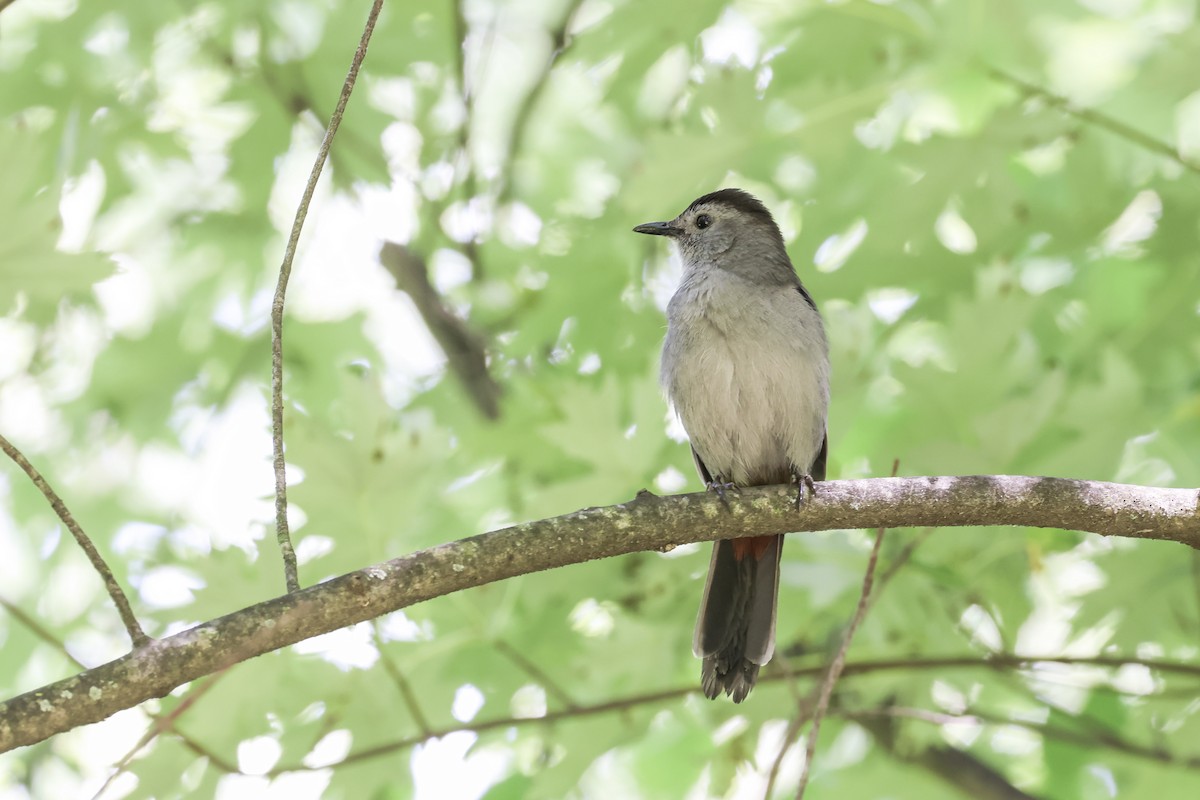 Gray Catbird - ML620516836