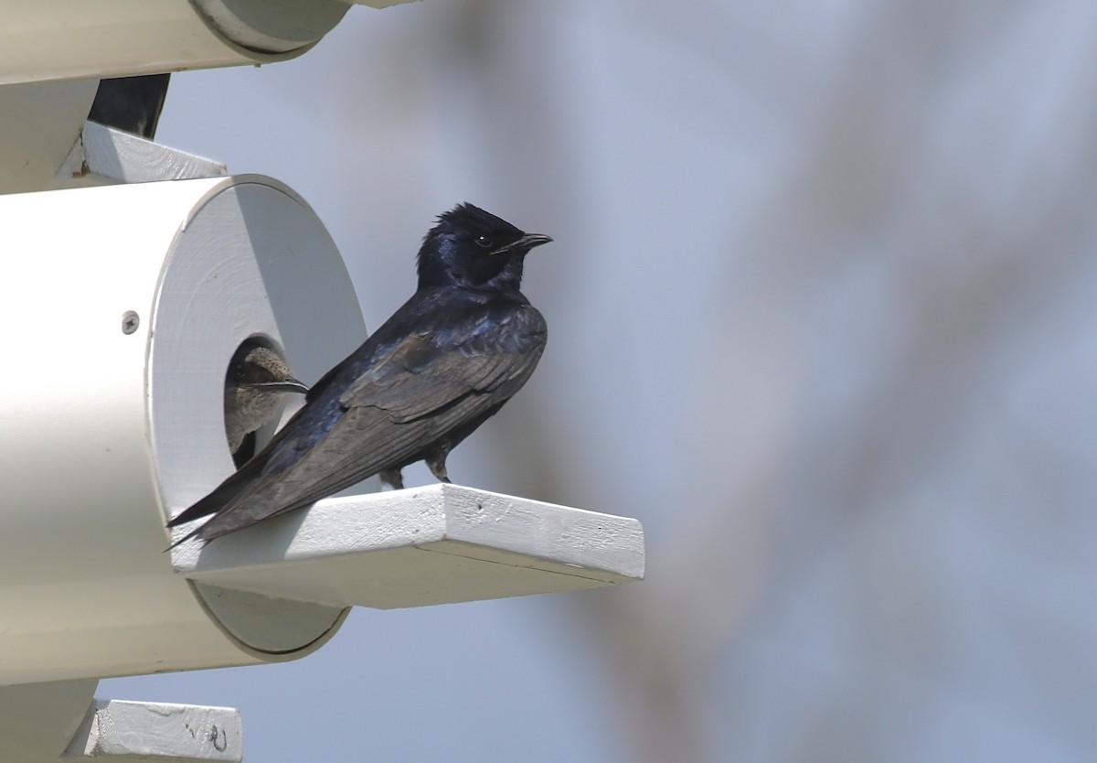 Purple Martin - ML620516838