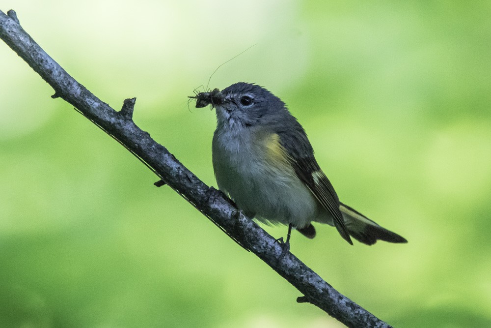 American Redstart - Jean-Guy Papineau