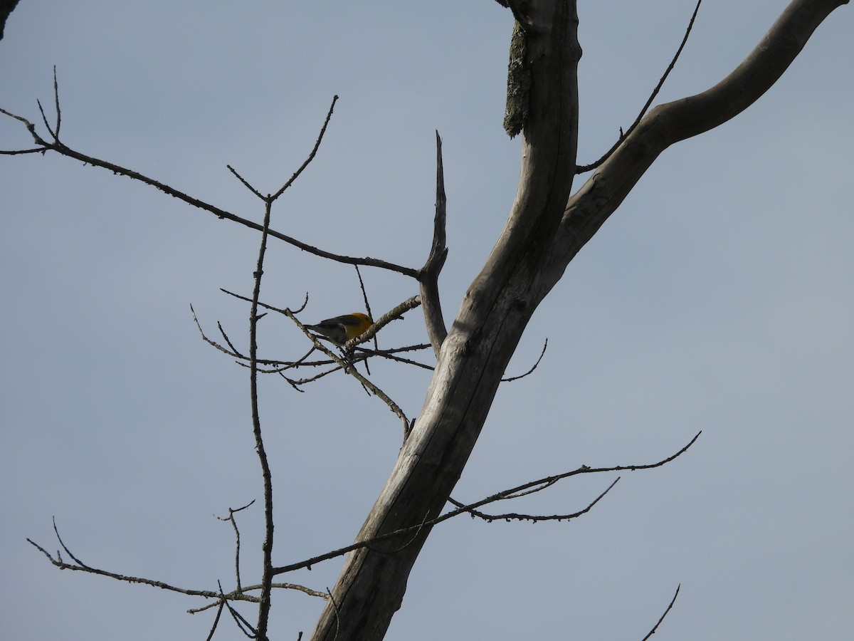 Prothonotary Warbler - ML620516848