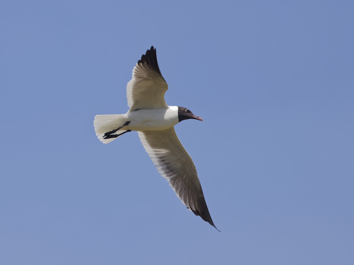 Mouette atricille - ML620516852