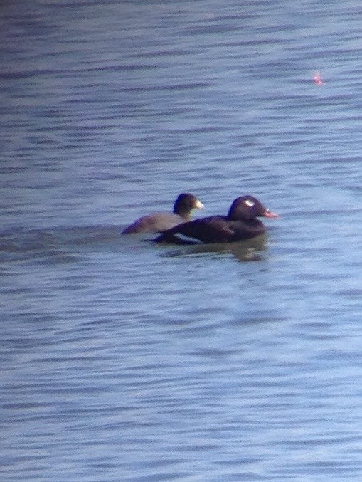 White-winged Scoter - ML620516862