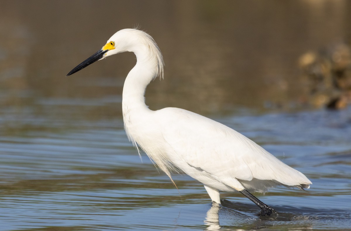 Snowy Egret - ML620516863