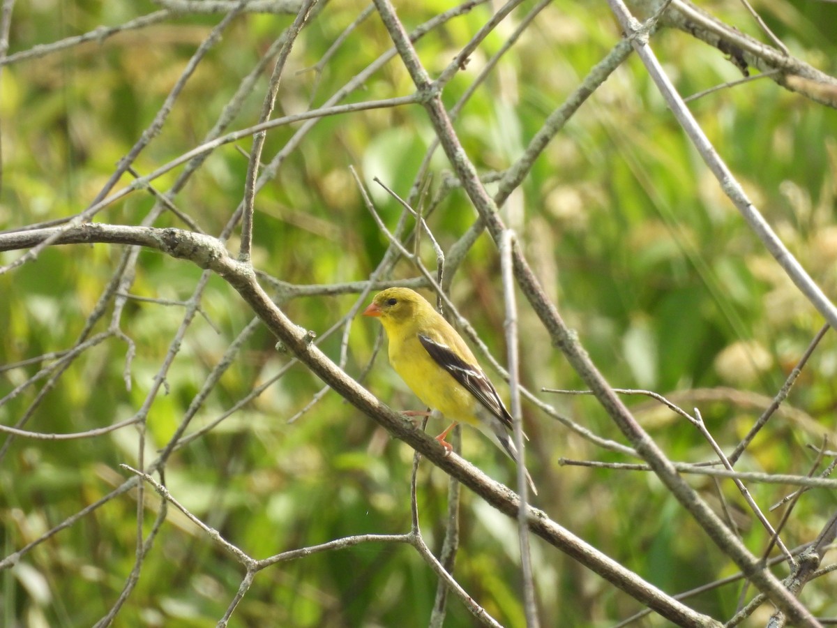 Chardonneret jaune - ML620516869