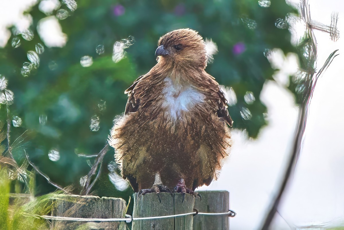 Whistling Kite - ML620516871