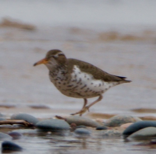 Spotted Sandpiper - ML620516875