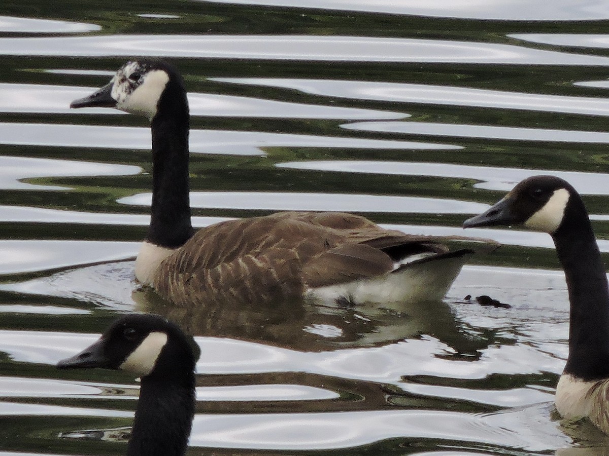 Canada Goose - ML620516881