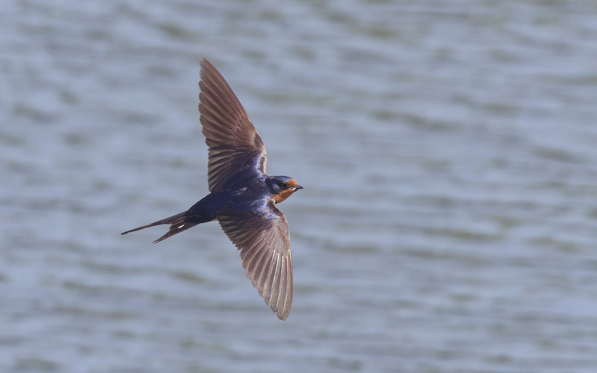 Barn Swallow - ML620516883