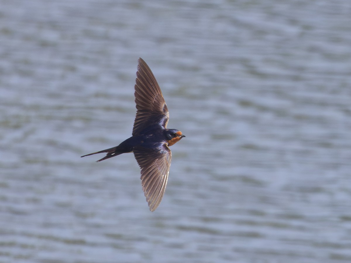 Golondrina Común - ML620516885