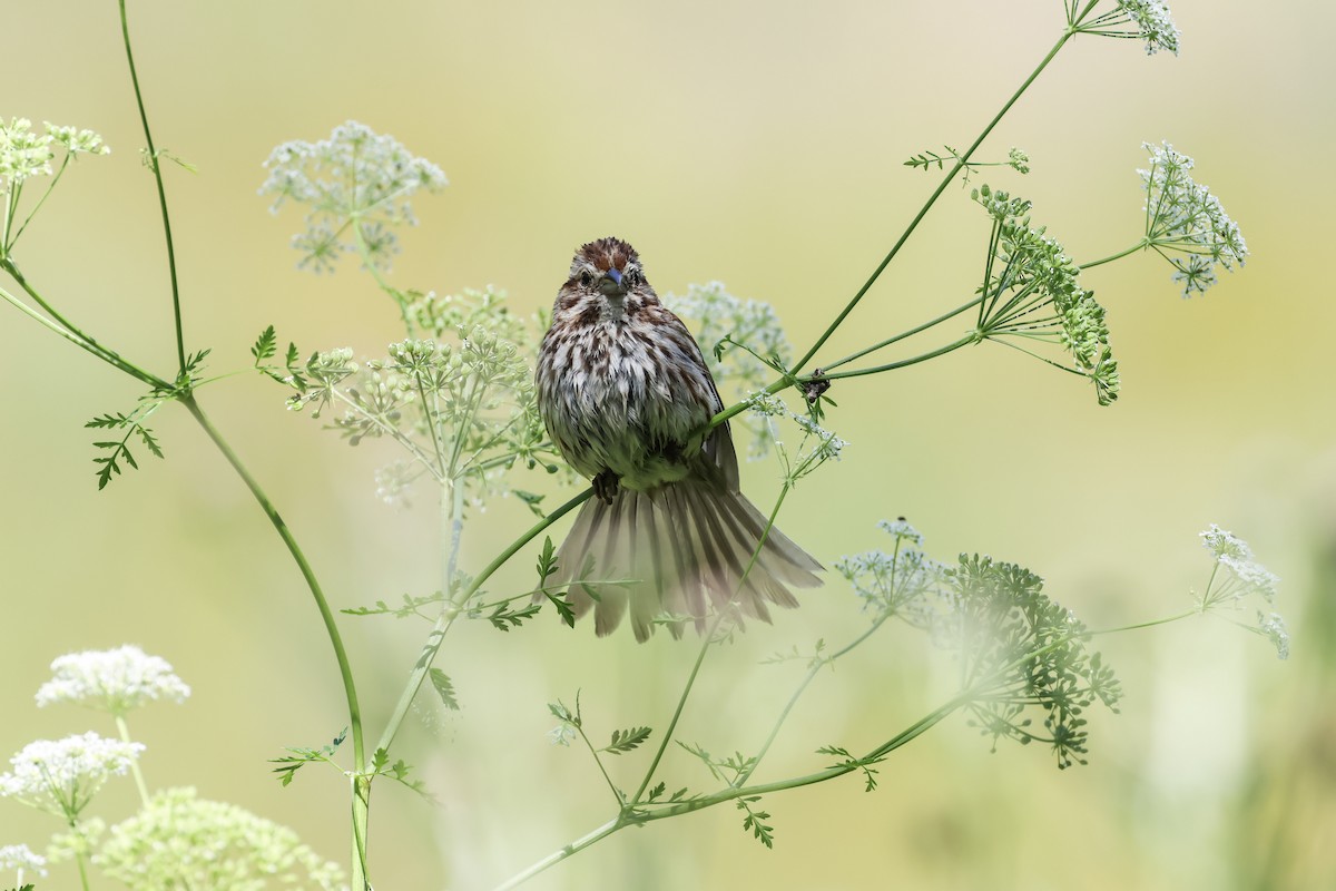 Song Sparrow - ML620516887