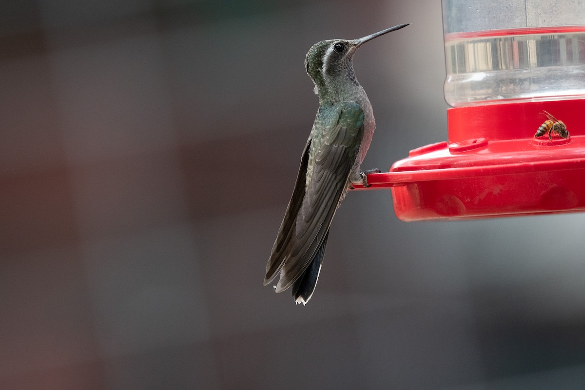 Colibri à gorge bleue - ML620516890