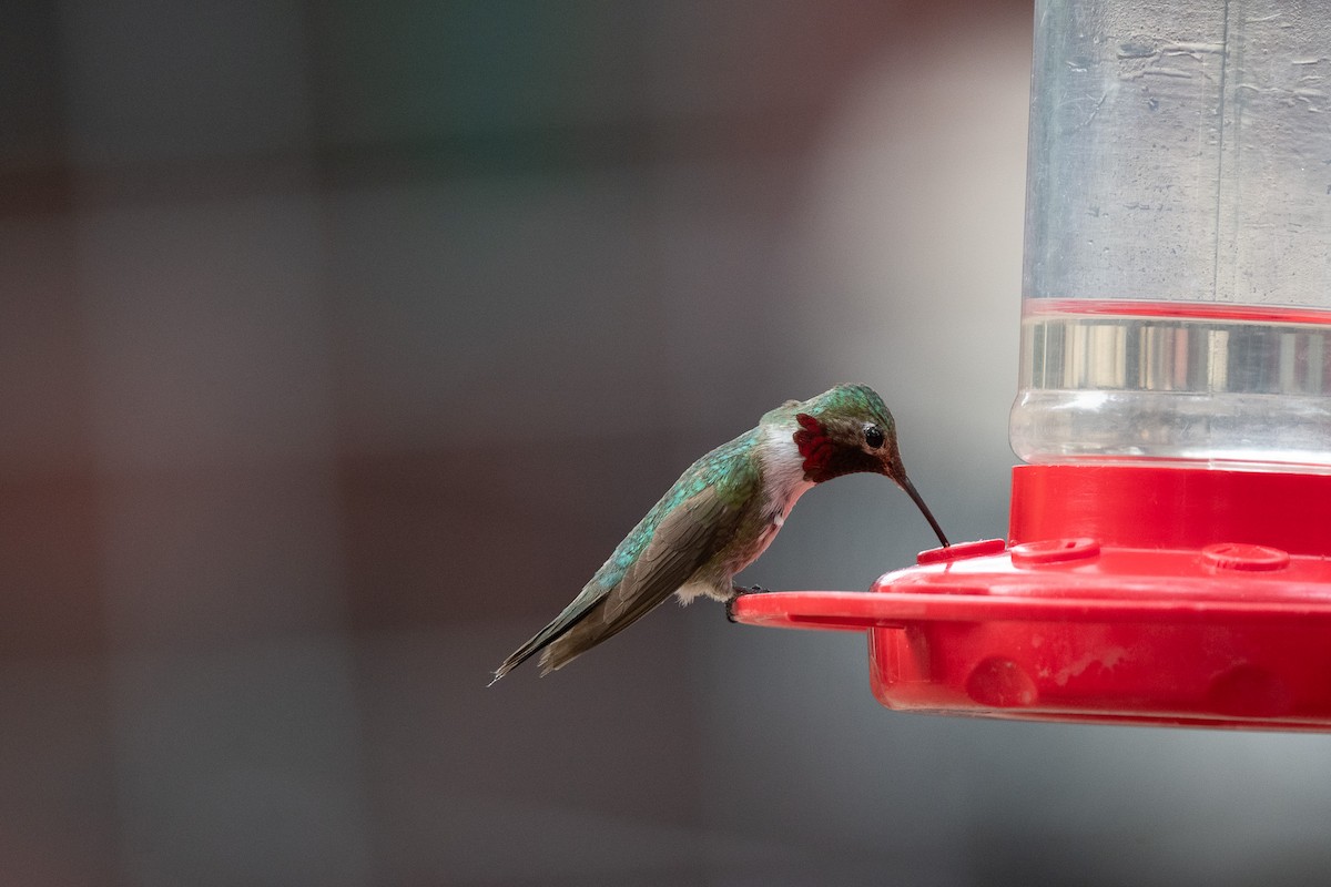 Colibri à gorge bleue - ML620516892