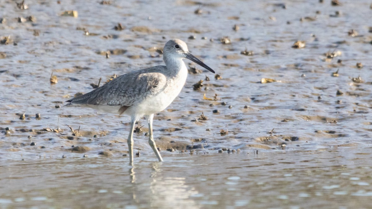 Willet - ML620516895