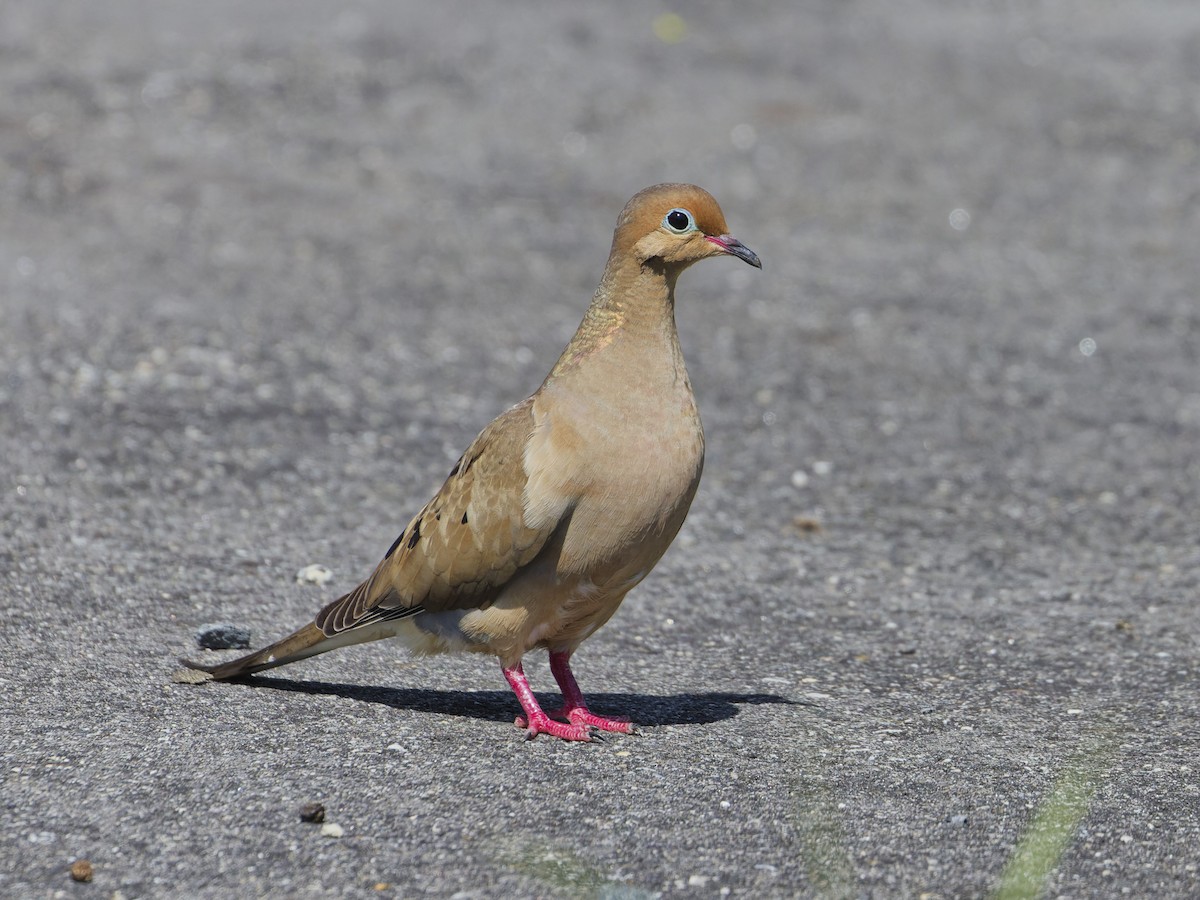 Mourning Dove - ML620516897