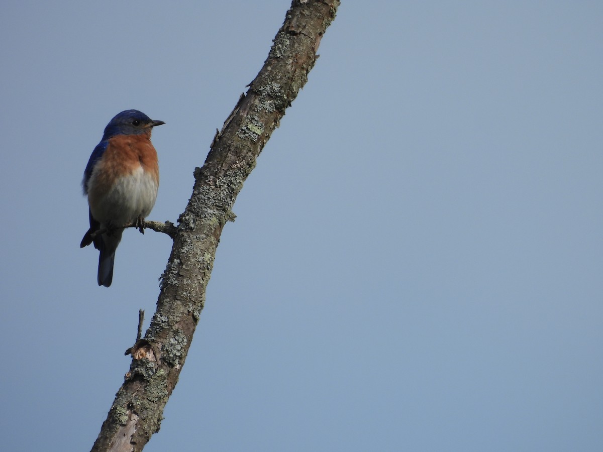 Eastern Bluebird - ML620516898