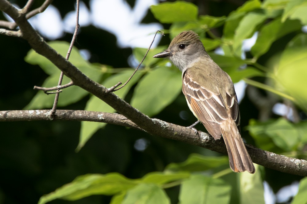 Great Crested Flycatcher - ML620516904