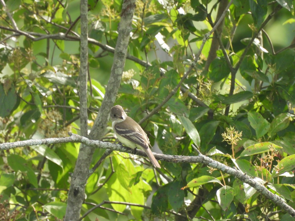 Willow Flycatcher - ML620516905