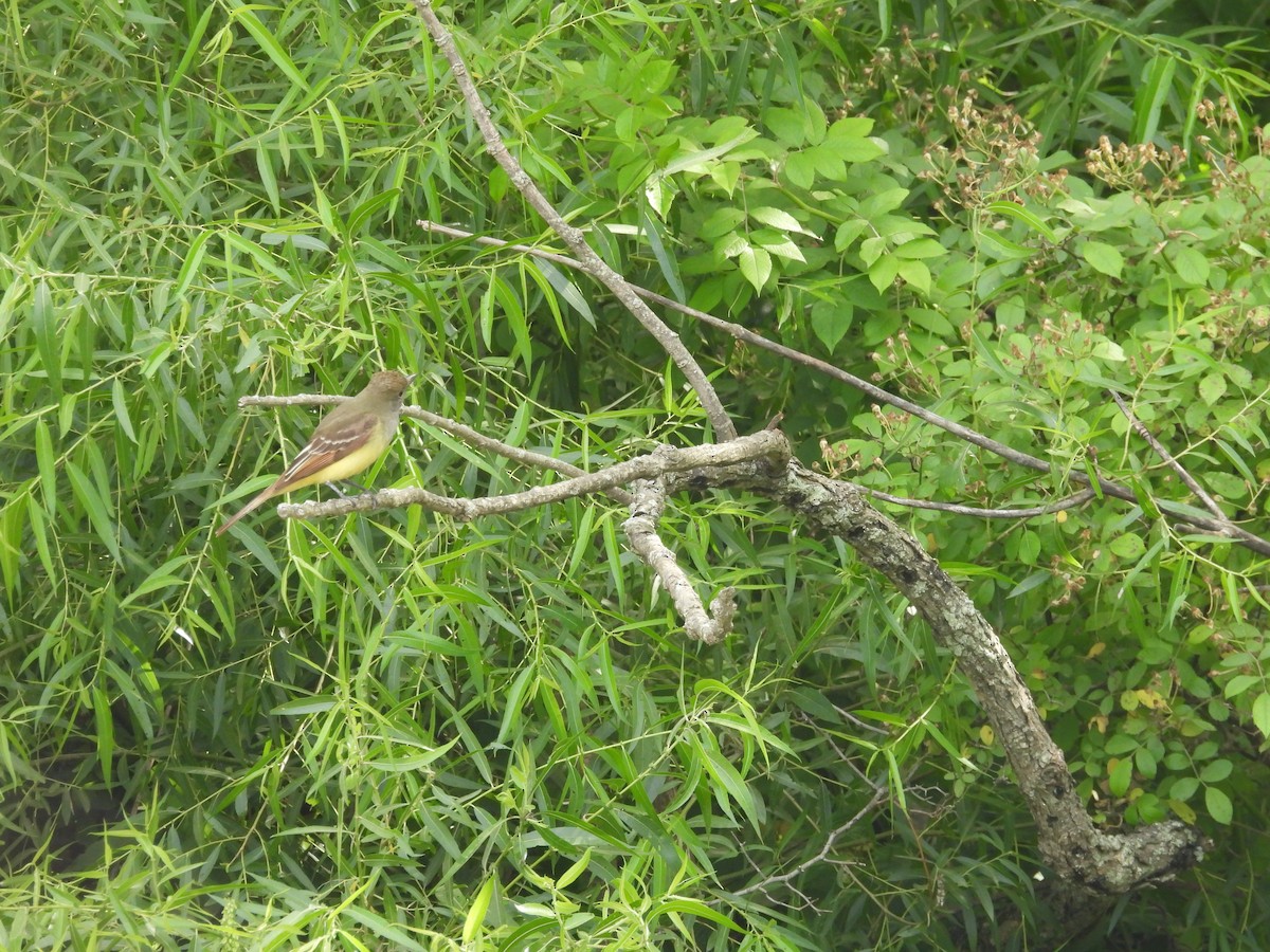 Great Crested Flycatcher - ML620516908