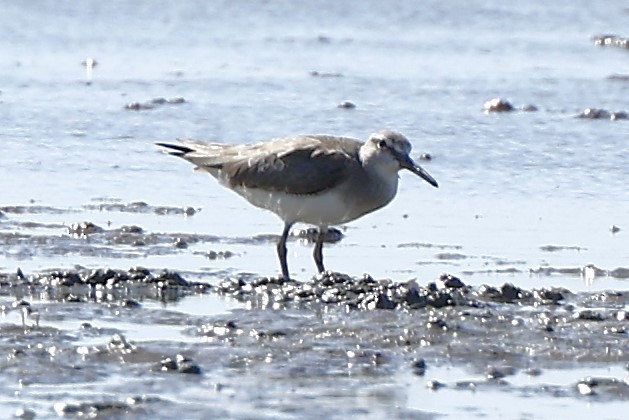 Great Knot - ML620516909