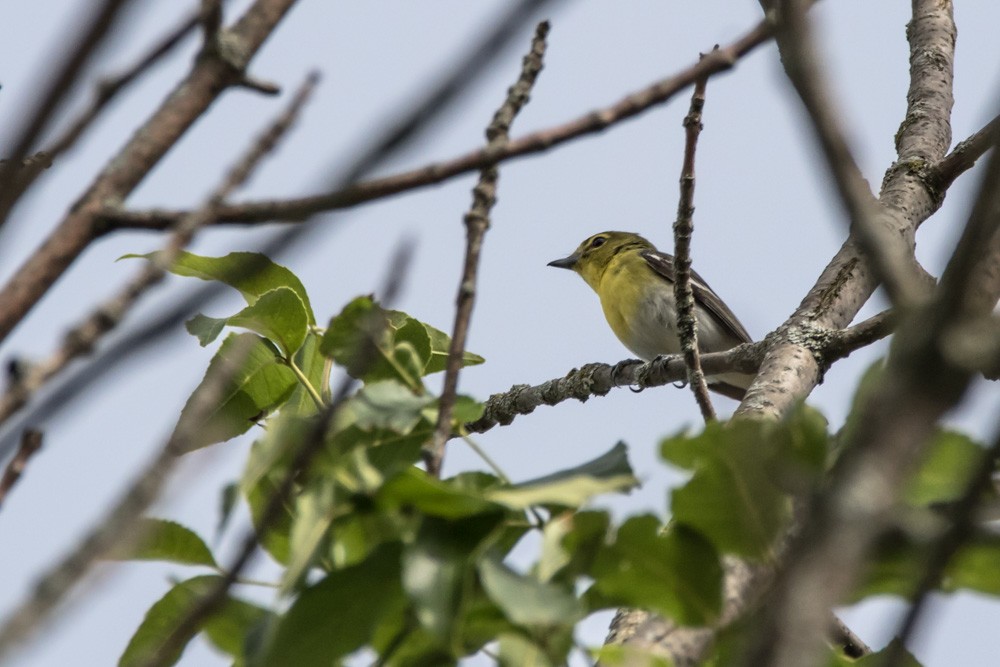 Yellow-throated Vireo - ML620516911