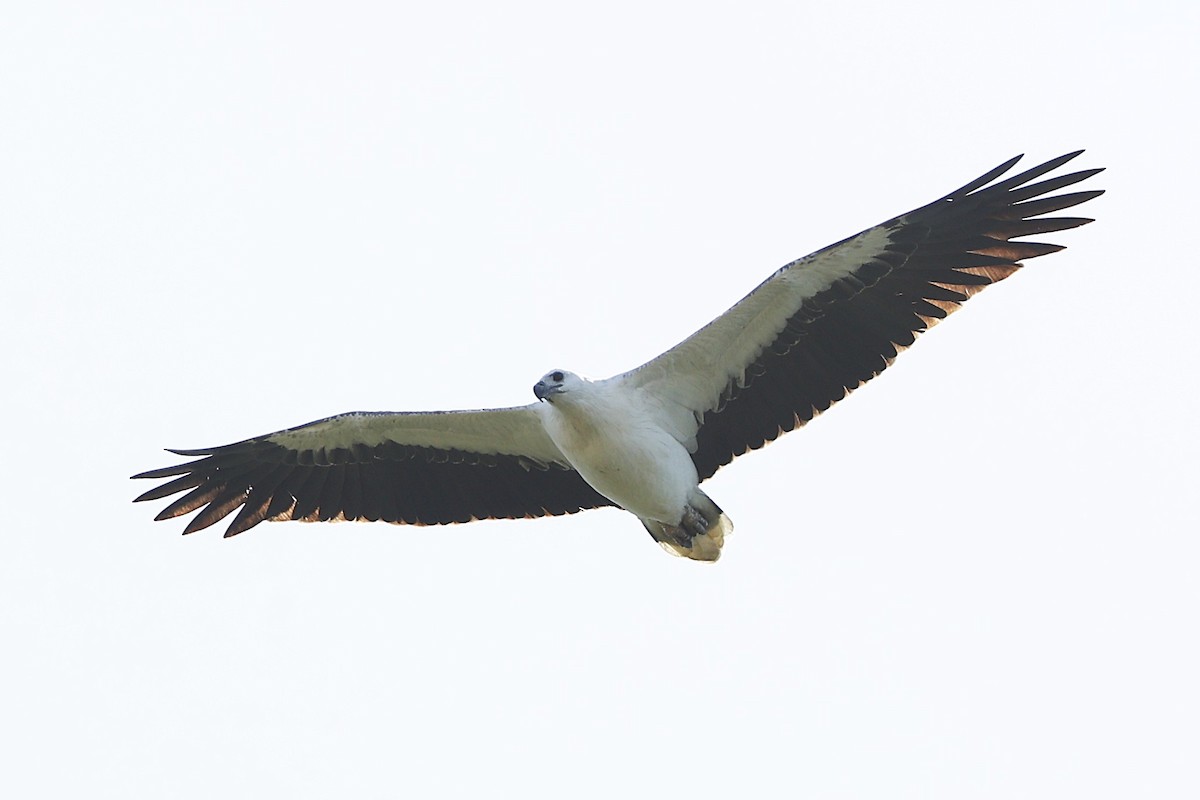 White-bellied Sea-Eagle - ML620516916