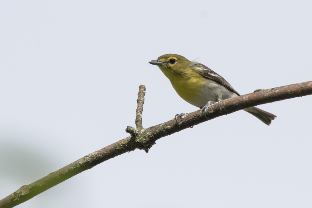 Yellow-throated Vireo - ML620516918