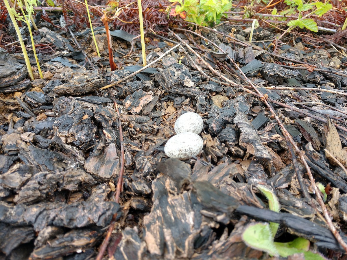 lelek sokolí - ML620516919