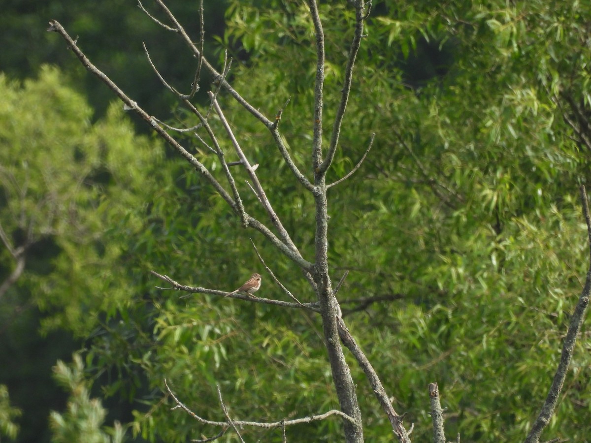 Song Sparrow - ML620516920