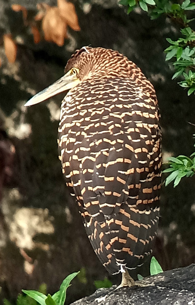 Bare-throated Tiger-Heron - Roque Garcia