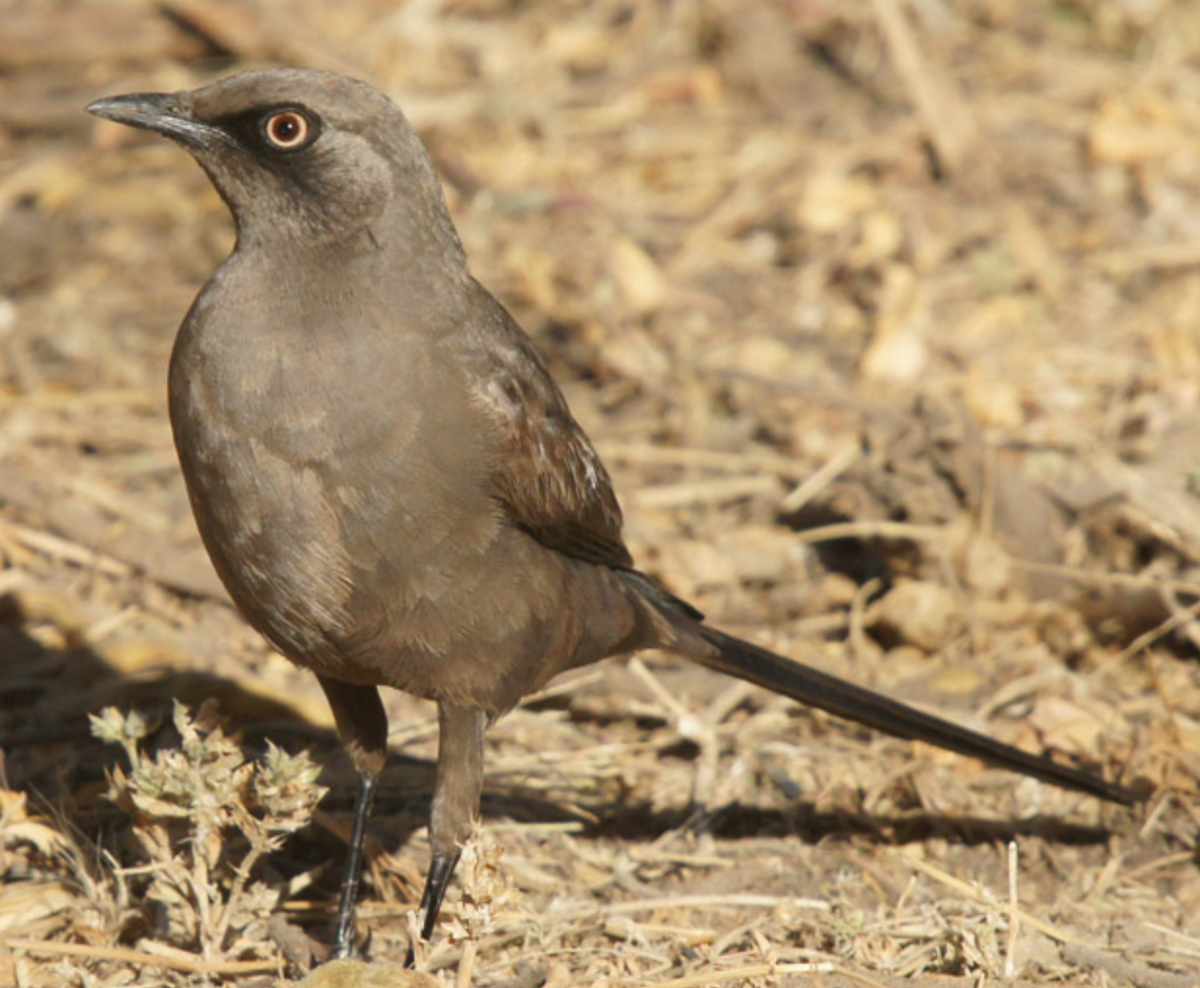 Ashy Starling - Michael Grunwell