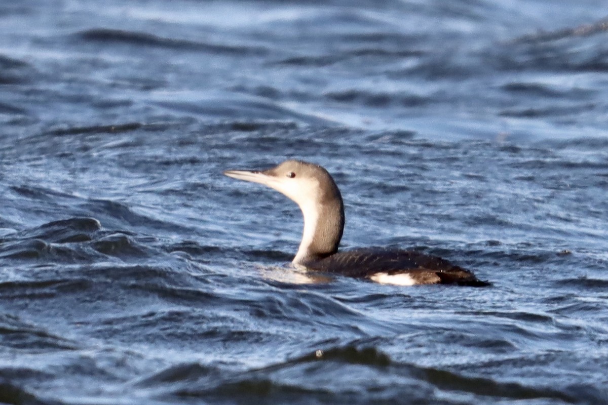 Arctic Loon - ML620516929