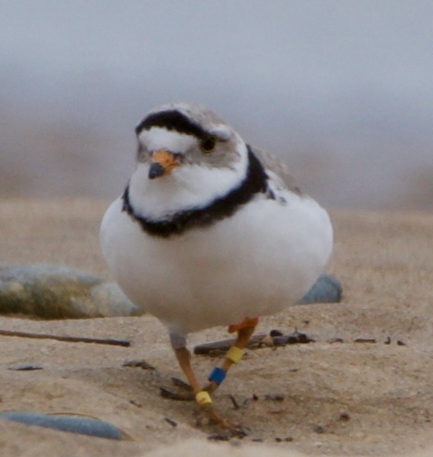 Piping Plover - ML620516932