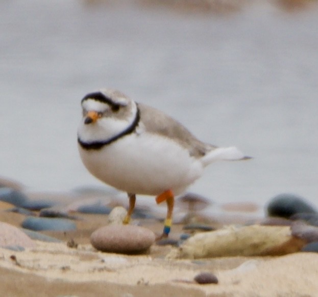 Piping Plover - ML620516933