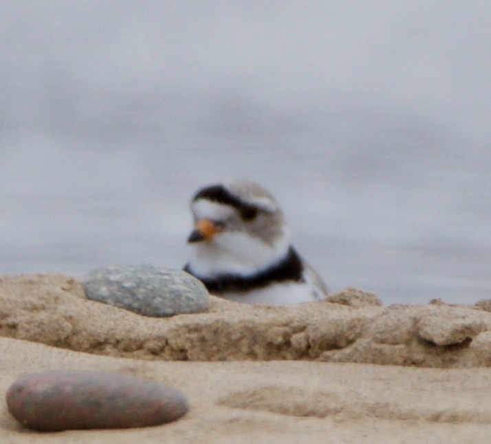 Piping Plover - ML620516934