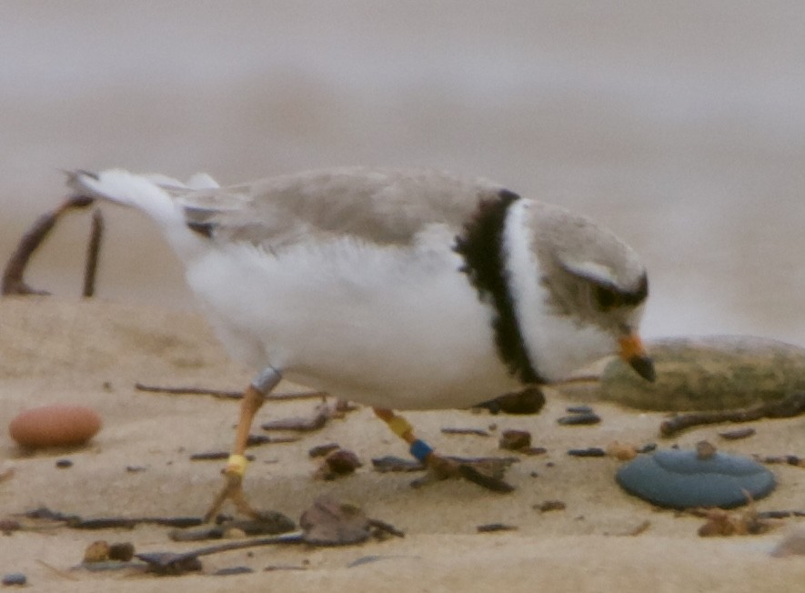 Piping Plover - ML620516937