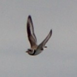 Piping Plover - ML620516940