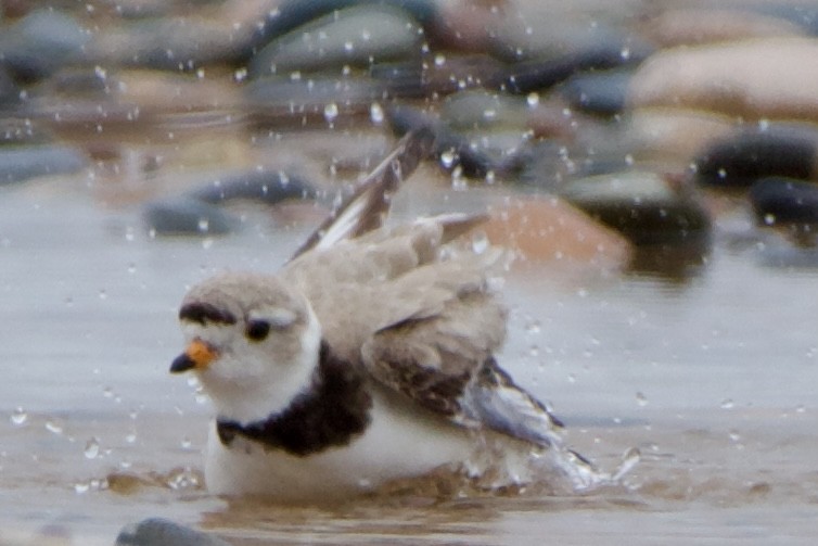 Piping Plover - ML620516942