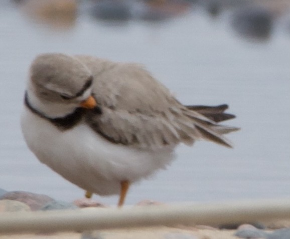 Piping Plover - ML620516944