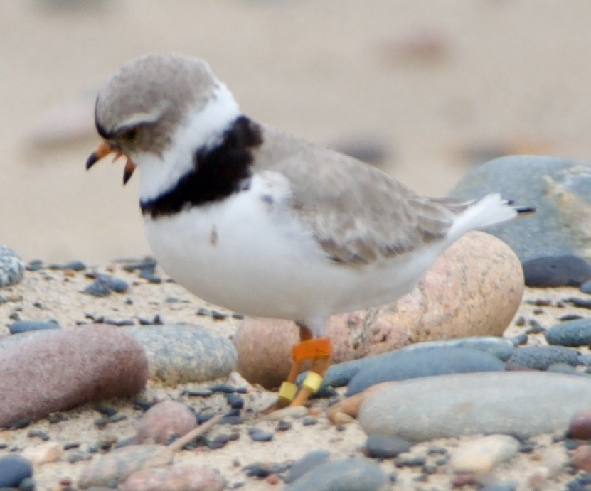 Piping Plover - ML620516945