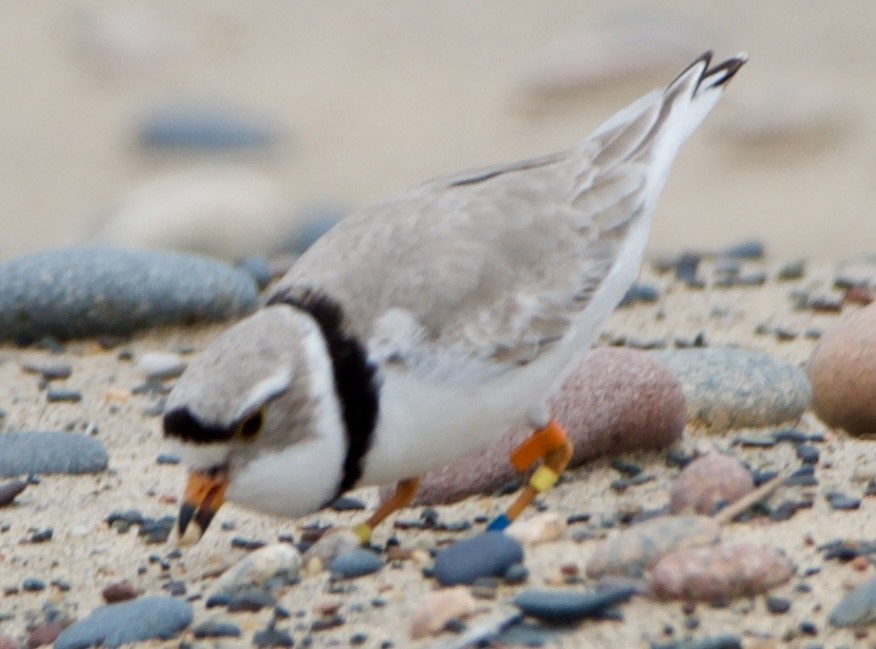 Piping Plover - ML620516946