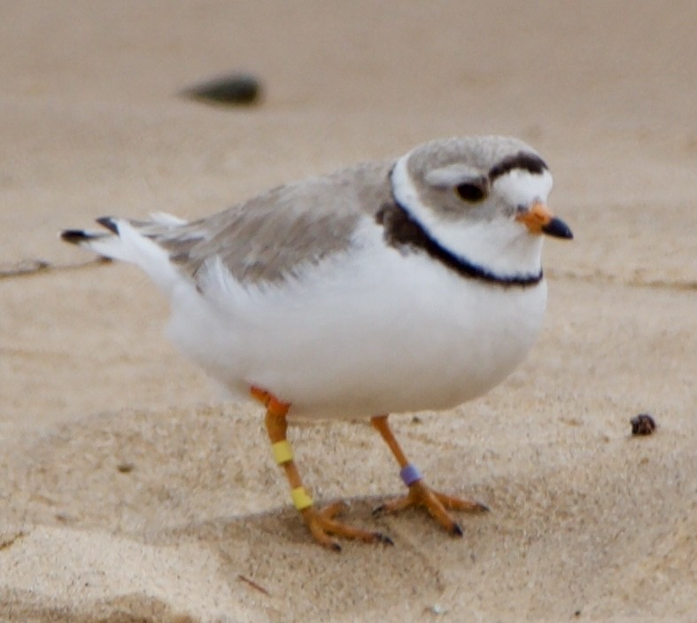 Piping Plover - ML620516947