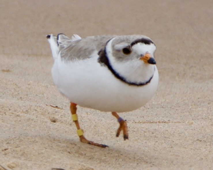 Piping Plover - ML620516948