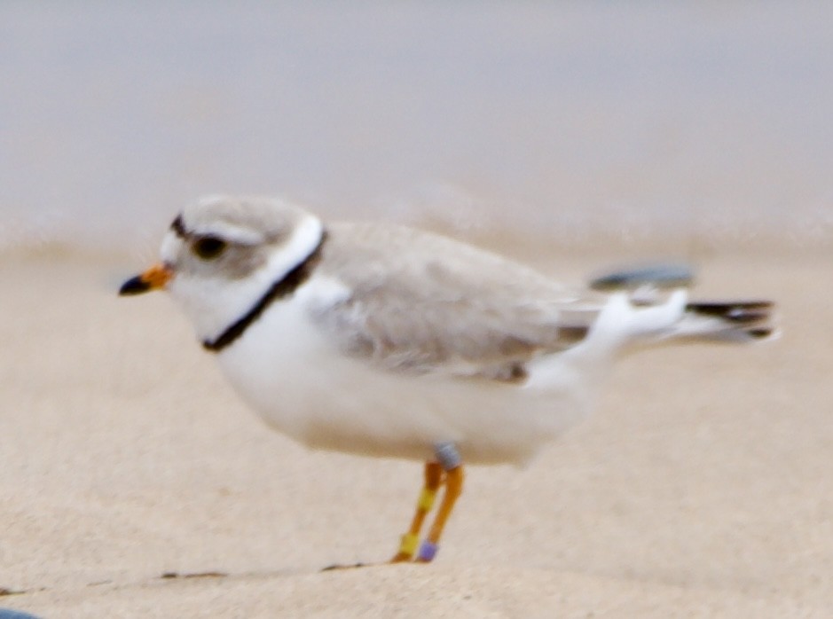 Piping Plover - ML620516949