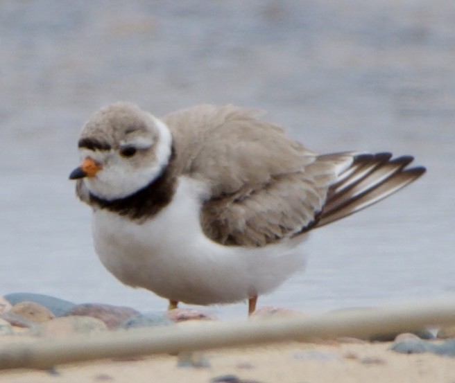 Piping Plover - Jessica D