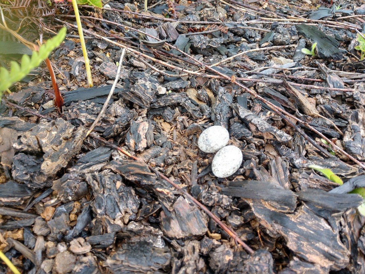 lelek sokolí - ML620516952