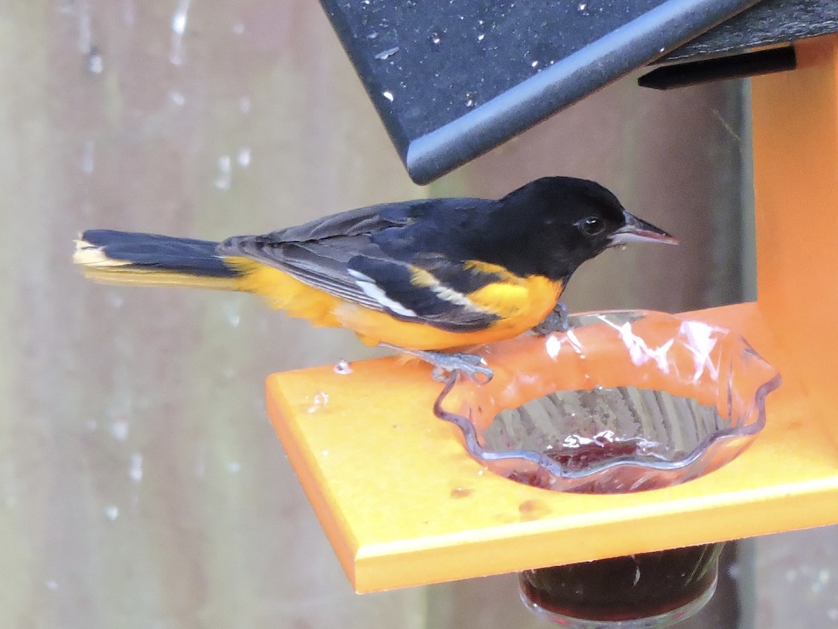 Baltimore Oriole - ML620516954