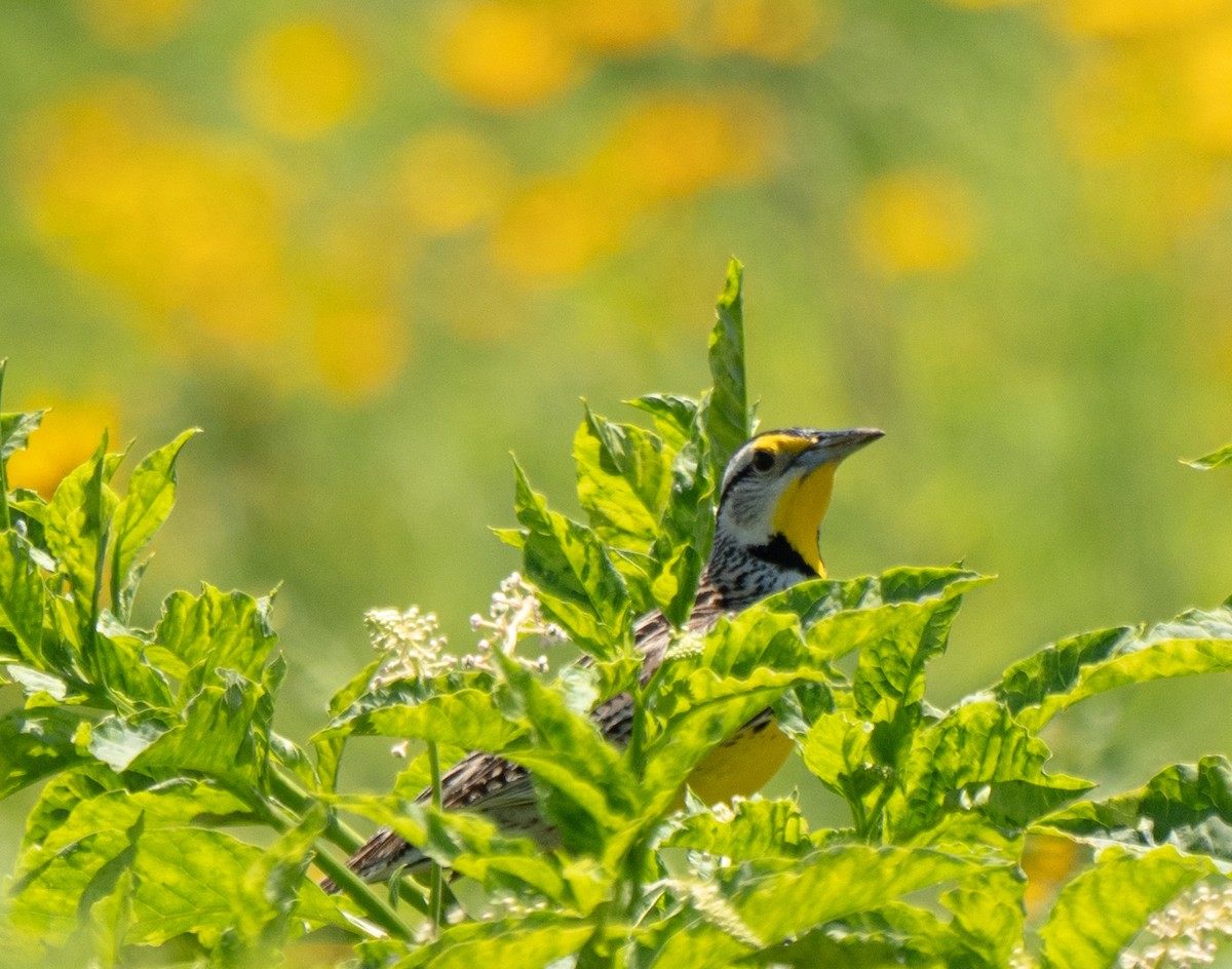 Eastern Meadowlark - ML620516957